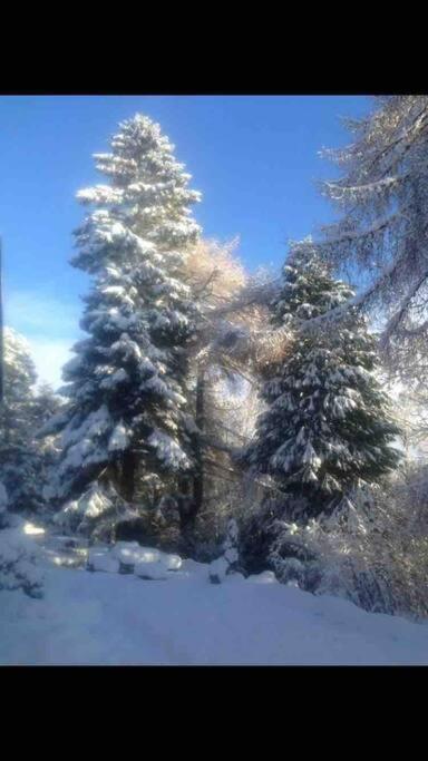 The Beeches Studio, Highlands Of Scotland Newtonmore Eksteriør bilde